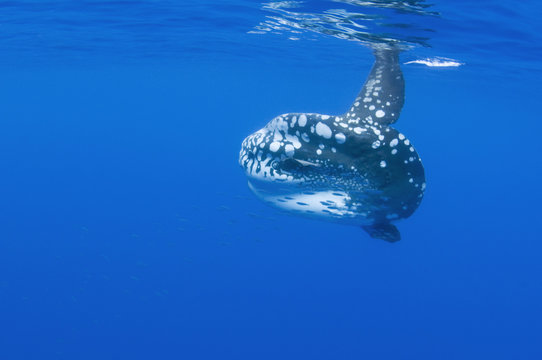 Ocean sunfish (Mola mola) with shoal of fish swimming past, Pico, Azores, Portugal, June 2009