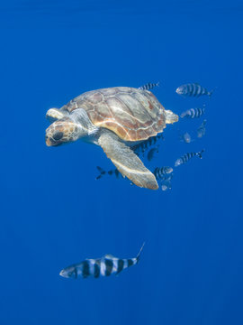 Loggerhead turtle (Caretta caretta) with a shoal of Pilot fish (Naucrates ductor) Pico, Azores, Portugal, June 2009