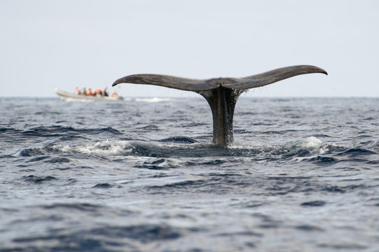 Sperm whale (Physeter macrocephalus) fluke with a whale watching boat in the distance, Pico, Azores, Portugal, June 2009