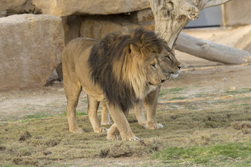 couple of lioness and lion in zoo