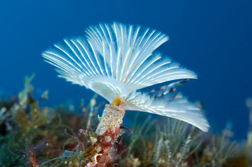 Spiral tube worm (Sabella / Spirographis spallanzani) Faial, Azores, Portugal, June 2009