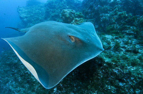 Round stingray (Taeniura grabata) swimming over rocks, Princesa Alice, Azores, Portugal, June 2009