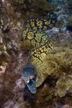 Marbled moray (Muraena helena) with mouth open, Princesa Alice, Azores, Portugal, June 2009