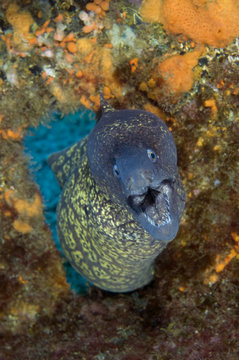 Marbled moray (Muraena helena) coming through hole with mouth open, Princesa Alice, Azores, Portugal, June 2009