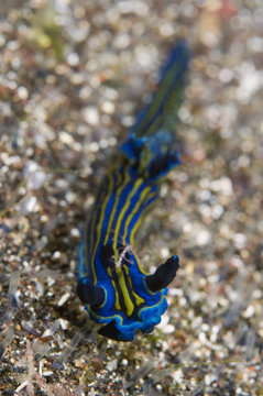 Nudibranch (Tambja ceutae) with a Skeleton shrimp (Caprellidae) riding on its back, Pico & Faial, Azores, Portugal, July 2009