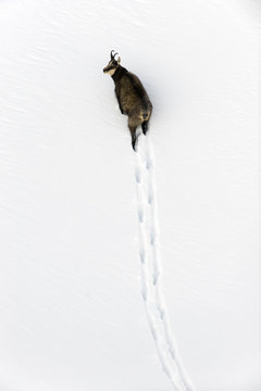  Chamois walking through deep snow,  Italy