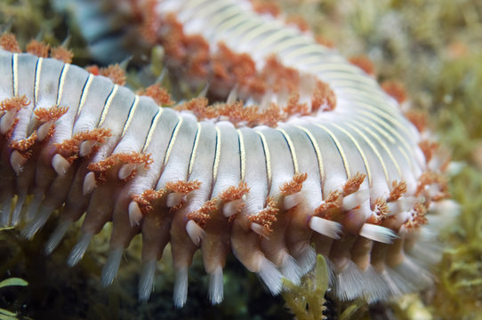 Fireworm (Hermodice carunculata) close-up, Pico, Azores, Portugal, July 2009