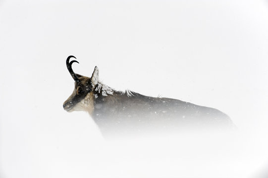  Chamois standing in snow,  Italy