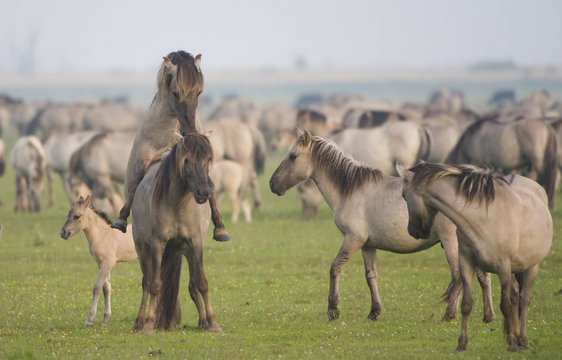 Konik horse pair mating, Oostvaardersplassen, Netherlands, June 2009