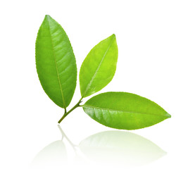 Obraz premium tea leaf on white background