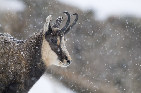 Chamois (Rupicapra rupicapra) in snowy weather, Gran Paradiso National Park, Italy, October 2008