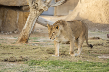 lioness in zoo