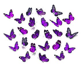 Fototapeta premium Duży zestaw Monarch Butterfly