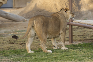 lioness in zoo