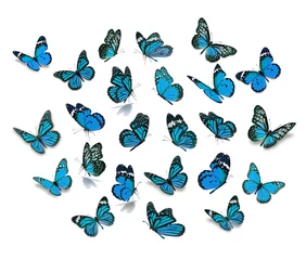 Crédence de cuisine en verre imprimé Papillon Grand ensemble papillon monarque