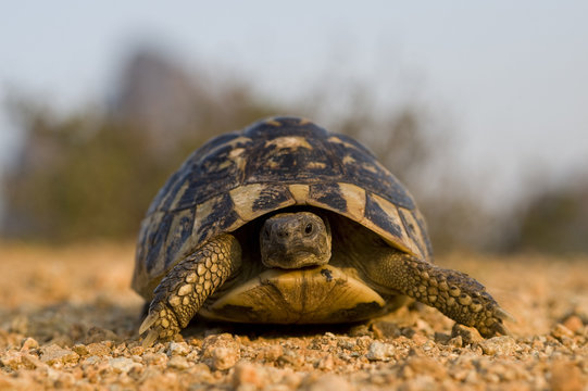 Hermann's tortoise (Testudo hermanni) portrait, near Meteora, Greece, October 2008