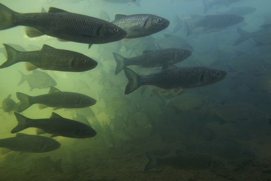 European chub (Squalius / Leuciscus cephalus) and Bream (Abramis brama) shoal in calm part of the Rhine, Schaffhausen, Switzerland, February 2009