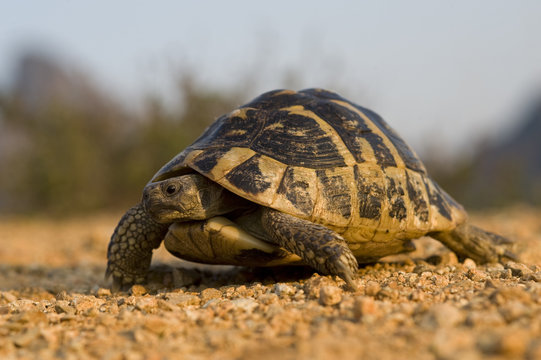 Hermann's tortoise (Testudo hermanni) portrait, near Meteora, Greece, October 2008