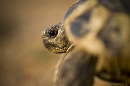 Hermann's tortoise (Testudo hermanni) near Meteora, Greece, October 2008
