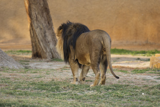 back of lion