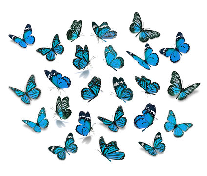 Fototapeta Big set Monarch Butterfly