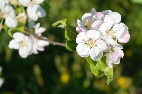 Branch with blooming flowers of the apple-tree in the garden