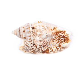 Sea shell isolated