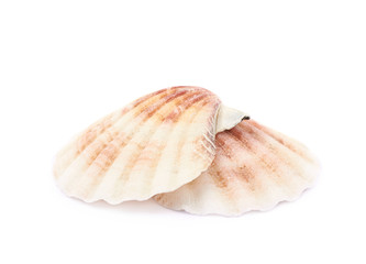 Sea shell isolated