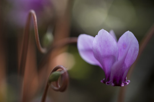 Cyclamen (Cyclamen purpurascens) in flower, Meteora, Greece, October 2008