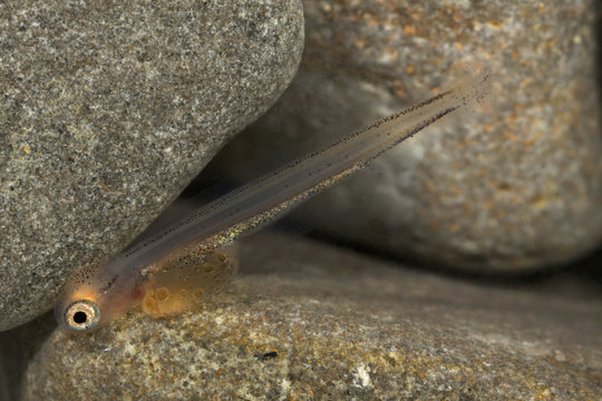 European grayling (Thymallus thymallus) alevin, 4 days, from Lake Thun, Switzerland, captive, April 2009