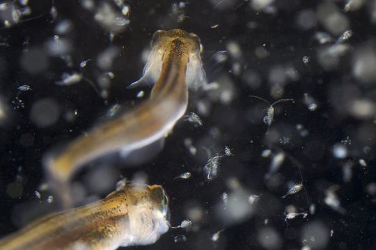 European grayling (Thymallus thymallus) alevins, 18 days, feeding on zooplankton, from Lake Thun, Switzerland, captive, April 2009