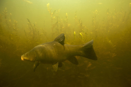 Tench (Tinca tinca) in peat pond, Fribourg, Switzerland, May 2009