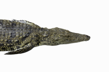 Saltwater crocodile isolate