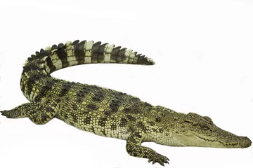 Poster Saltwater crocodile in pond © Uckarintra