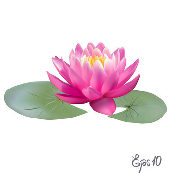 Beautiful realistic illustration of a lily or lotus