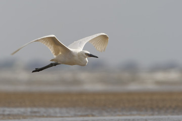 Reddish egret (Egretta rufescens) white morph flying on beach, Bolivar Peninsula, Texas, USA