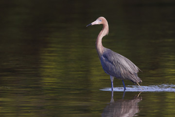 Reddish Egret (Egretta rufescens) standing in shallow water, Ding Darling NWR, Florida, USA