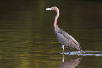 Reddish Egret (Egretta rufescens) standing in shallow water, Ding Darling NWR, Florida, USA