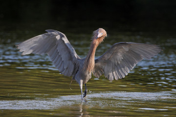 Reddish Egret (Egretta rufescens) with wings spread fishing in shallow water, Ding Darling NWR, Florida, USA