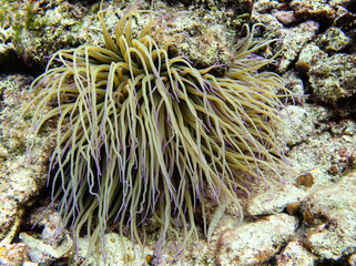 Under water shot of beautiful sea anemone