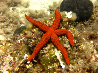 Beautiful under water shot of orange starfish in croatian sea