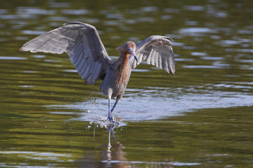 Reddish Egret (Egretta rufescens) with wings spread fishing in shallow water, Ding Darling NWR, Florida, USA