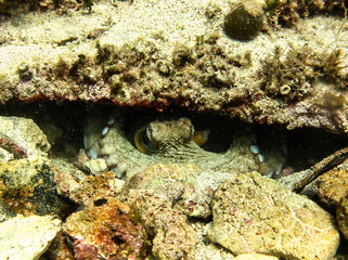 Naklejka na ściany i meble Dramatic under water shot of octupus fighting with diver in croatia