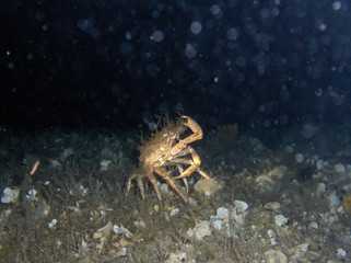 Under water shot of funny dancing crab deep under water in croatia