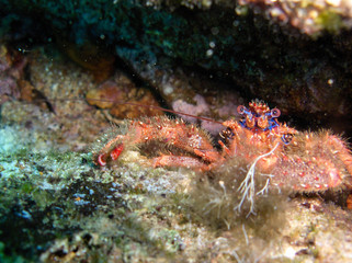Under water shot of beautiful crayfish in croatian sea