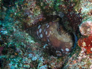 Dramatic under water shot of octupus fighting with diver in croatia