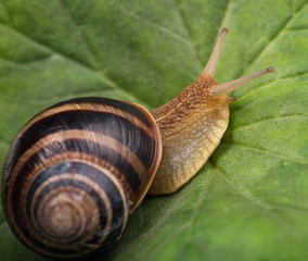 Bright cute snail