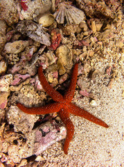 Beautiful under water shot of orange starfish in croatian sea