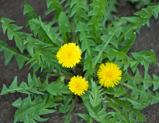 Bright dandellion flowers © 2002lubava1981