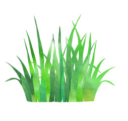 spring grass watercolor as design element. Hand painting grass isolated on white backgdound